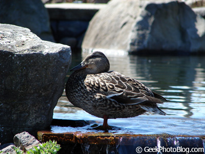 Duck On One Leg