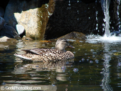 Duck Swimming