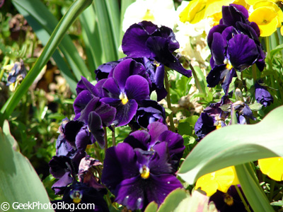 Purple Pansy