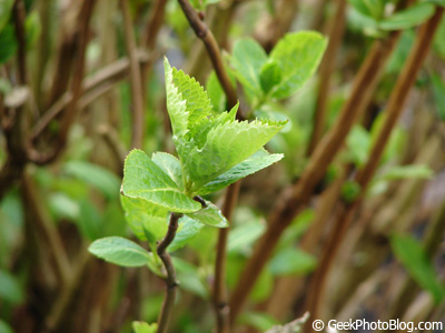 Plant Close Up